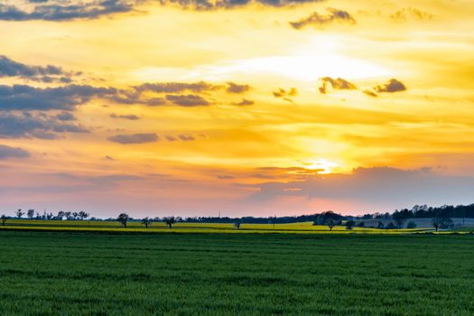 Green and yellow fields of colza at cloudy sunset