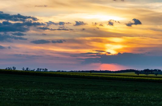 Green and yellow fields of colza at cloudy sunset