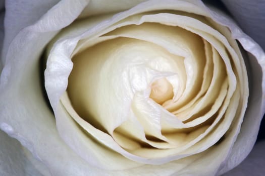 beautiful white rose Bud as a background gift. High quality photo