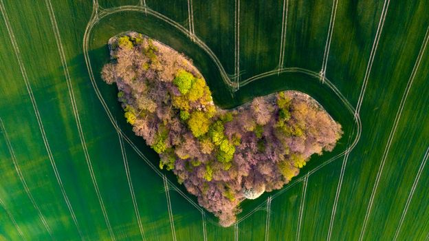 Aerial drone view to copse of love in heart shape at sunset