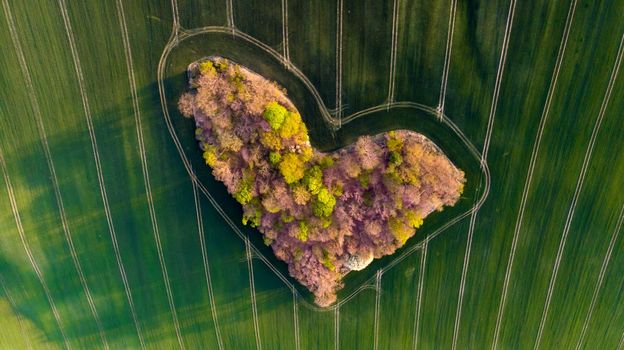 Aerial drone view to copse of love in heart shape at sunset