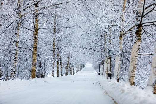Winter Park, along the road there are snow-covered trees, on the edges of large snowdrifts.