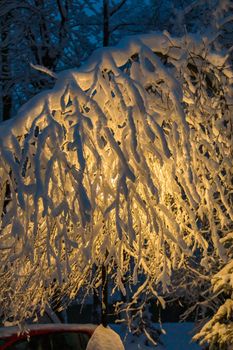 In winter, a yellow lantern shines in the park, between large, snow-covered Christmas trees. There are huge flakes of snow on the branches.