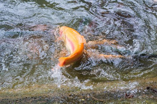 Golden, rainbow trout on a fish farm splashing in the water. Fish are looking for food, jumping out of the water.