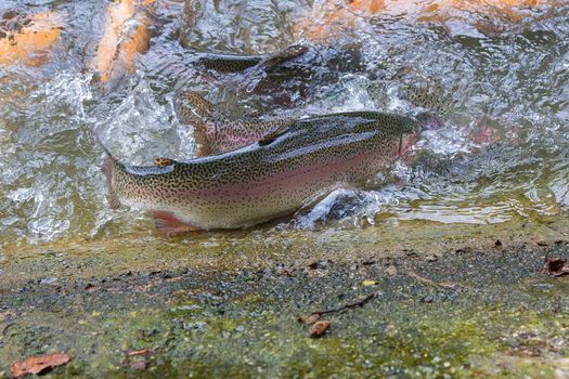 Golden, rainbow trout on a fish farm splashing in the water. Fish are looking for food, jumping out of the water.
