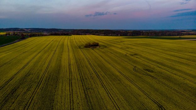 Aerial drone look to green and yellow fields at sunset