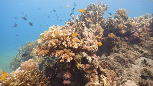 Fish and coral reef. Tropical fish on a coral reef. Wonderful and beautiful underwater world with corals and tropical fish. Hard and soft corals. Diving and snorkeling in the tropical sea. Travel concept.