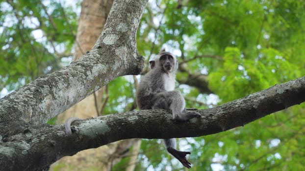 Monkey macaque in the rain forest. Monkeys in the natural environment. Bali, Indonesia. Long-tailed macaques, Macaca fascicularis.