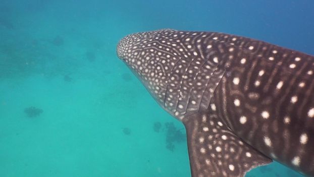Whale Shark swimming in the clear blue water. Rhincodon typus. Whale shark underwater. Philippines, Oslob.. Wonderful and beautiful underwater world.