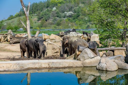 Herd of elephants in the zoo near the pond. Elephants at the watering hole looking for food.