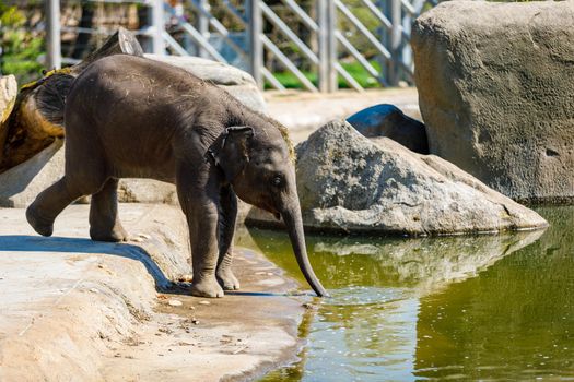 Elephant in the zoo drinking water from the pond. The trunk rummages along the bottom.