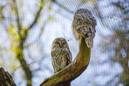 Two Owls in a zoo sit on a thick tree branch and look at each other, a net is stretched on top.