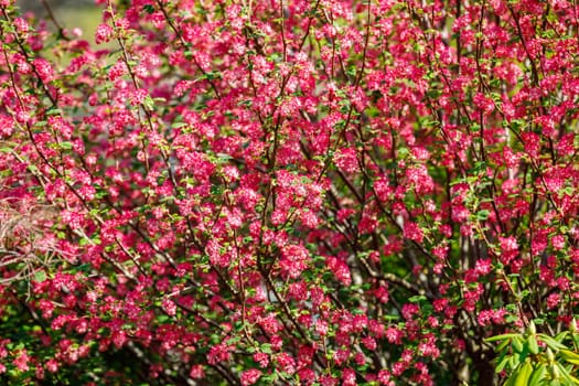 Blooming trees in spring with red flowers. Nice view filling the background.