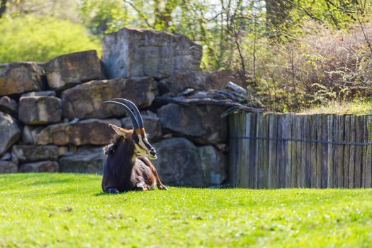 One antelope with large and sharp horns rests on the green grass in the zoo against the background of mountain rocks.