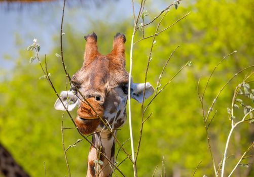 An adult giraffe with small horns gnaws at young tree twigs. Close-up