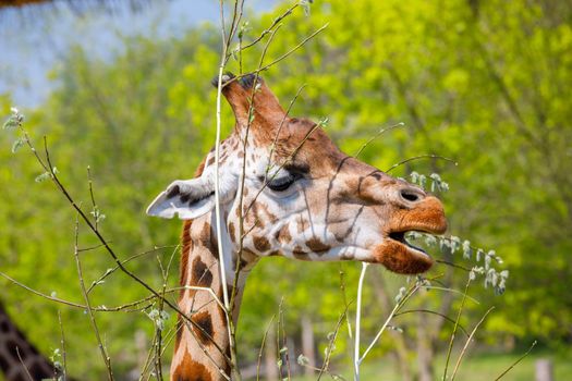 An adult giraffe with small horns gnaws at young tree twigs. Close-up