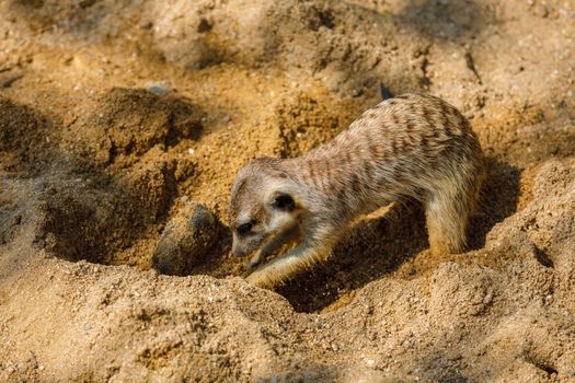 A meerkat digs a hole in the sand during the day at the zoo. Small animals striped colors