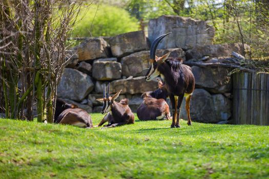 A herd of antelopes with large and sharp horns rests on the green lawn in the zoo, one stands guard.