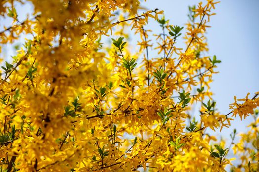 Blooming trees in spring with yellow flowers. Nice view filling the background.