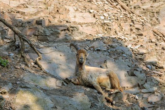 An adult goat with a beard and huge horns lies on a mountainside and looks into the distance.