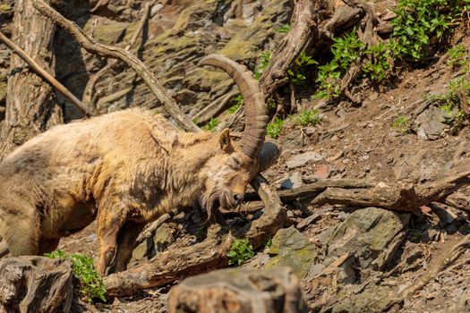 An adult male goat with a beard and huge horns scratches a tree with his horns, climbing a rock