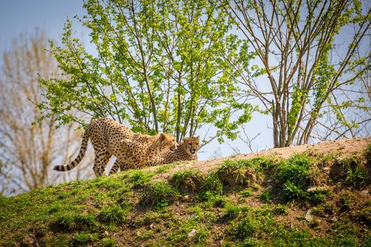 Two leopards watch prey on mountain and prepare for attack