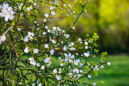 Blooming bushes in spring with white flowers on a background of green forest. Nice view filling the background.