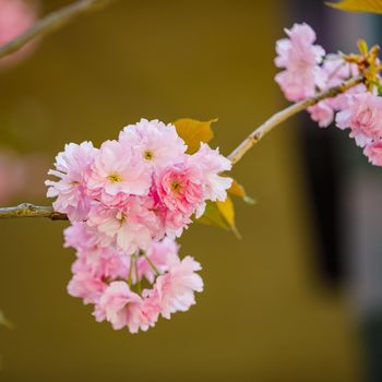 Sakura blooms in spring. Amazing view. Close-up