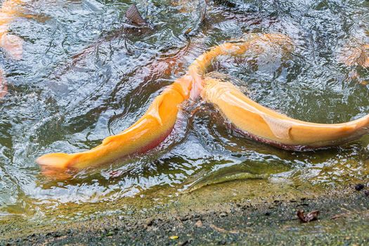 Golden, rainbow trout on a fish farm splashing in the water. Fish are looking for food, jumping out of the water.