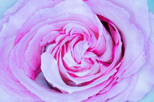 red roses on a purple background macro. High quality photo