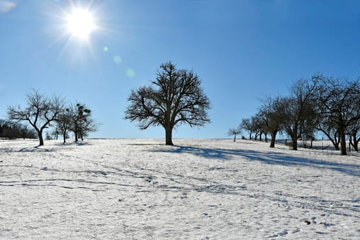 trees with snow in backlit