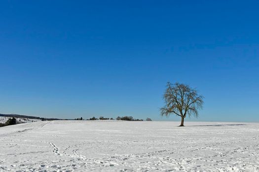 old pear tree on a meadow with snow