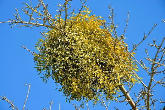 mistletoe with ripe berries in wintertime in Germany