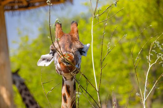 An adult giraffe with small horns gnaws at young tree twigs. Close-up