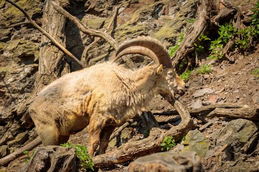 An adult male goat with a beard and huge horns climbs on a rock through thick tree branches