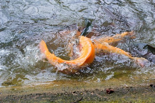 Golden, rainbow trout on a fish farm splashing in the water. Fish are looking for food, jumping out of the water.