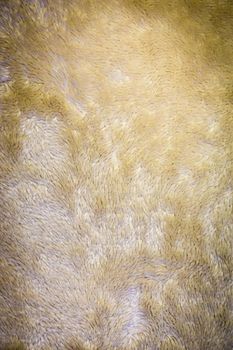 The background is made of soft, shaggy carpet fabric. Warm light carpet close-up.