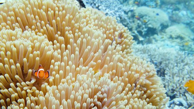 Sea anemone and clown fish on the coral reef, tropical fishes. Underwater world diving and snorkeling on coral reef. Hard and soft corals underwater landscape