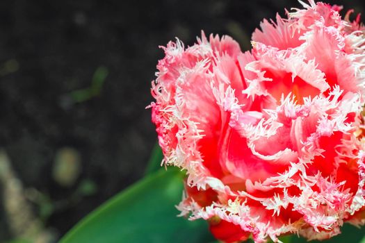 Bud of a Tulip on a beautiful background of macro. High quality photo