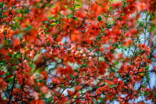 Blooming trees in spring with red flowers. Nice view filling the background.