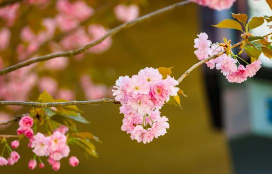 Sakura blooms in spring. Amazing view. Close-up