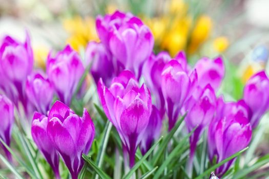 purple crocuses on a beautiful background macro . High quality photo