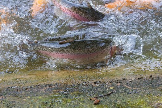 Golden, rainbow trout on a fish farm splashing in the water. Fish are looking for food, jumping out of the water.