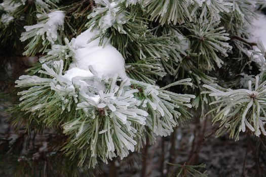 Green spruce branches on a winter day, covered with ice and snow. Transparent ice and needles in the form of huge balls
