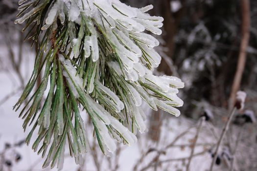 Green spruce branches on a winter day, covered with ice and snow. Transparent ice and needles in the form of huge balls