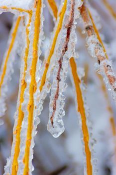 Heavy tree branches in winter are covered with transparent ice. Season of the year, climate change.