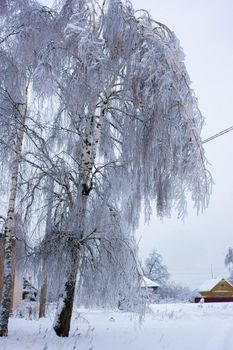 Heavy tree branches in winter are covered with transparent ice. Season of the year, climate change.