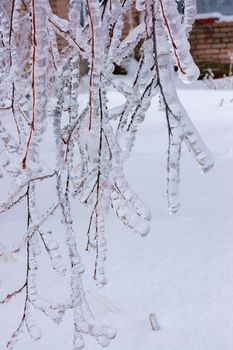 Heavy tree branches in winter are covered with transparent ice. Season of the year, climate change.