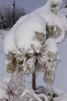 Green spruce branches on a winter day, covered with ice and snow. Transparent ice and needles in the form of huge balls
