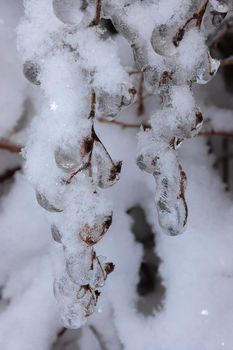 In winter, heavy icy tree branches hang under the weight of transparent ice. Changing of the climate